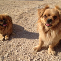 Tibetli Spaniel, Köpek  Achill fotoğrafı