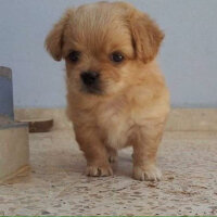 Tibetli Spaniel, Köpek  Achill fotoğrafı