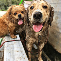 Tibetli Spaniel, Köpek  Achill fotoğrafı