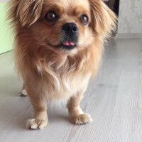 Tibetli Spaniel, Köpek  Achill fotoğrafı