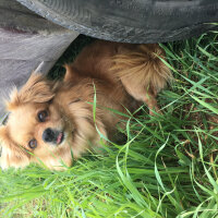 Tibetli Spaniel, Köpek  Achill fotoğrafı