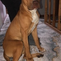Amerikan Pitbull Terrier, Köpek  Ateş fotoğrafı
