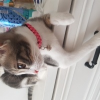 Tekir Kedi, Kedi  Gölge fotoğrafı