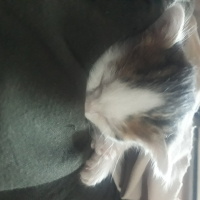 Tekir Kedi, Kedi  Fıstık fotoğrafı