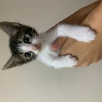 Tekir Kedi, Kedi  Boncuk fotoğrafı