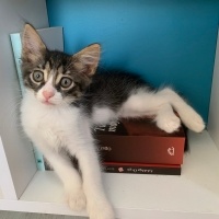 Tekir Kedi, Kedi  Boncuk fotoğrafı