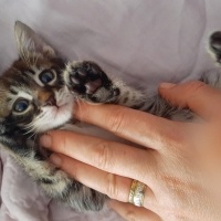 Tekir Kedi, Kedi  Aşk fotoğrafı