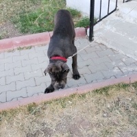 Cane Corso Italiano, Köpek  Vakkas fotoğrafı