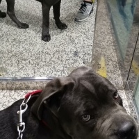 Cane Corso Italiano, Köpek  Vakkas fotoğrafı