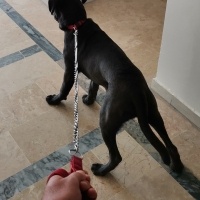 Cane Corso Italiano, Köpek  Vakkas fotoğrafı