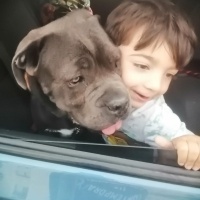Cane Corso Italiano, Köpek  Vakkas fotoğrafı