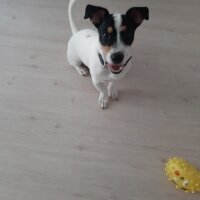 Jack Russell Terrier, Köpek  Alex fotoğrafı