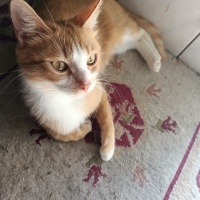 Sarman, Kedi  Müezza Namıdiğer Sarı Gelin fotoğrafı