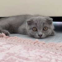 Scottish Fold, Kedi  Maya fotoğrafı