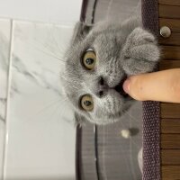 Scottish Fold, Kedi  Maya fotoğrafı