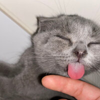 Scottish Fold, Kedi  Maya fotoğrafı