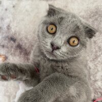 Scottish Fold, Kedi  Maya fotoğrafı