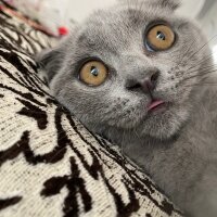 Scottish Fold, Kedi  Maya fotoğrafı