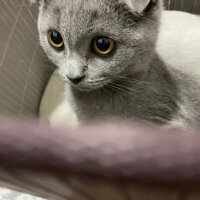 Scottish Fold, Kedi  Maya fotoğrafı