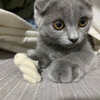 Scottish Fold, Kedi  Maya fotoğrafı