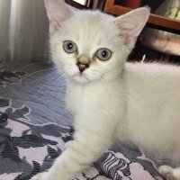 British Shorthair, Kedi  yaman fotoğrafı