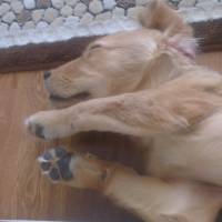 Golden Retriever, Köpek  linda fotoğrafı