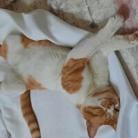 Tekir Kedi, Kedi  Pamuk fotoğrafı