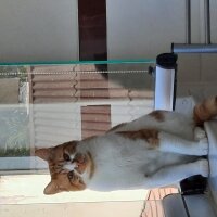 Tekir Kedi, Kedi  Pamuk fotoğrafı