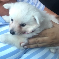 Pomeranyalı, Köpek  Gofret fotoğrafı