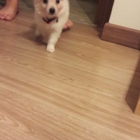 Pomeranyalı, Köpek  Gofret fotoğrafı