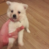 Pomeranyalı, Köpek  Gofret fotoğrafı