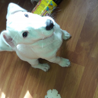 Jack Russell Terrier, Köpek  Ares fotoğrafı