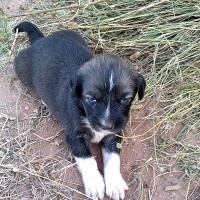 Sokö (Sokak Köpeği), Köpek  Kadife fotoğrafı