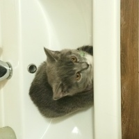 British Shorthair, Kedi  Mia fotoğrafı