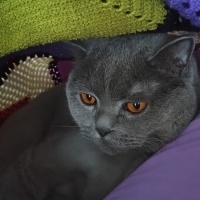 British Shorthair, Kedi  Mia fotoğrafı