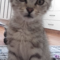 Tekir Kedi, Kedi  Gümüş fotoğrafı