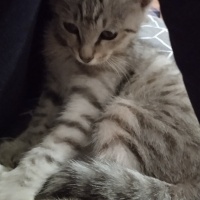 Tekir Kedi, Kedi  Gümüş fotoğrafı
