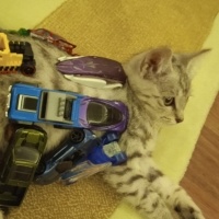 Tekir Kedi, Kedi  Gümüş fotoğrafı
