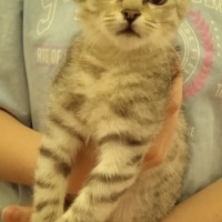 Tekir Kedi, Kedi  Gümüş fotoğrafı