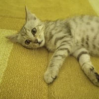 Tekir Kedi, Kedi  Gümüş fotoğrafı