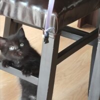 British Shorthair, Kedi  kara böcük fotoğrafı