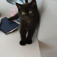 British Shorthair, Kedi  kara böcük fotoğrafı