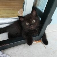 British Shorthair, Kedi  kara böcük fotoğrafı