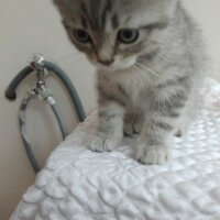 British Shorthair, Kedi  Rıza  fotoğrafı