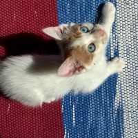 Van Kedisi, Kedi  Gumball fotoğrafı