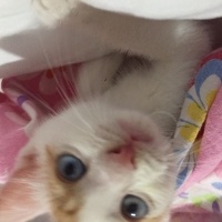 Van Kedisi, Kedi  Gumball fotoğrafı