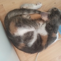 Tekir Kedi, Kedi  Boncuk fotoğrafı