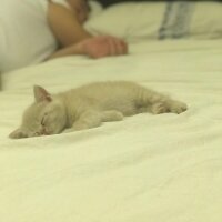 Scottish Fold, Kedi  Latte fotoğrafı