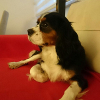 Cavalier King Charles Spanieli, Köpek  Alex fotoğrafı