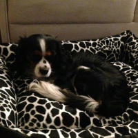 Cavalier King Charles Spanieli, Köpek  Alex fotoğrafı